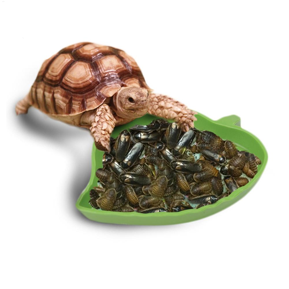 Amphibians Reptiles Feeder Pla - đánh giá và giá Water Dish Reptile